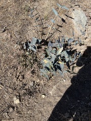 Asclepias cordifolia