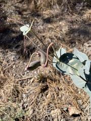 Asclepias cordifolia