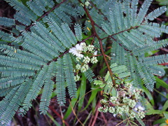 Acaciella angustissima