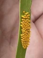 Delias harpalyce