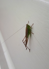 Conocephalus albescens