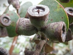 Eucalyptus pulverulenta