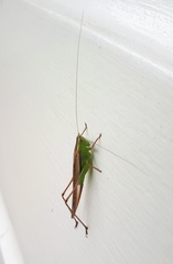 Conocephalus albescens