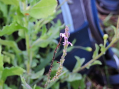 Verbena canescens