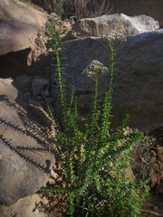 Cassinia denticulata