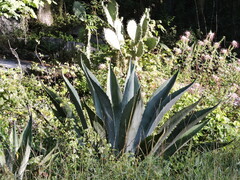 Agave salmiana