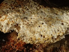 Laetiporus portentosus