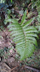 Polystichum biaristatum