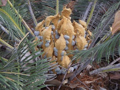 Cycas calcicola
