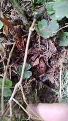 Polystichum biaristatum