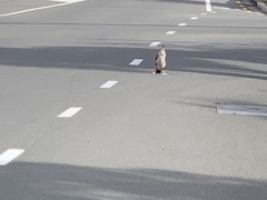 Phalacrocorax punctatus punctatus