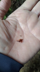 Polystichum biaristatum