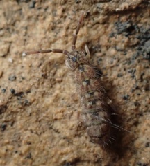 Isotomurus