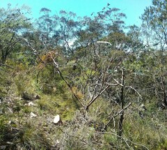 Eucalyptus pulverulenta