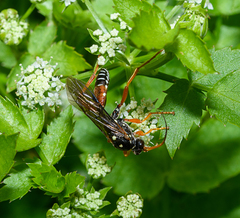 Eutanyacra licitatoria