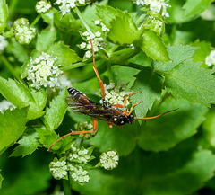 Eutanyacra licitatoria