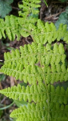 Dryopteris peranema