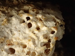 Laetiporus portentosus