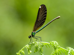 Calopteryx virgo