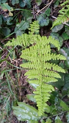 Dryopteris peranema