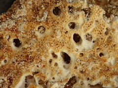 Laetiporus portentosus