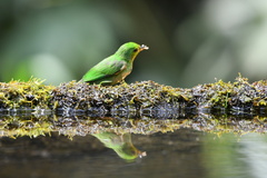 Chlorochrysa nitidissima
