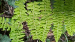 Dryopteris peranema