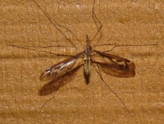 Leptotarsus huttoni