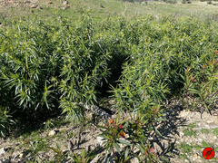 Gomphocarpus fruticosus