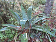 Agave salmiana
