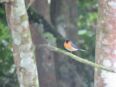 Symposiachrus trivirgatus