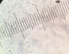 Resupinatus niger