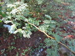 Mimosa texana
