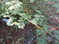 Mimosa texana