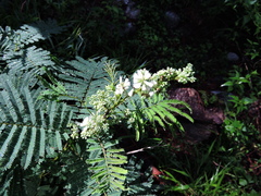 Acaciella angustissima