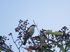 Melithreptus albogularis