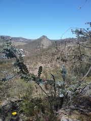 Eucalyptus pulverulenta