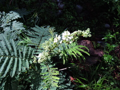 Acaciella angustissima