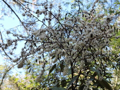 Decatropis bicolor