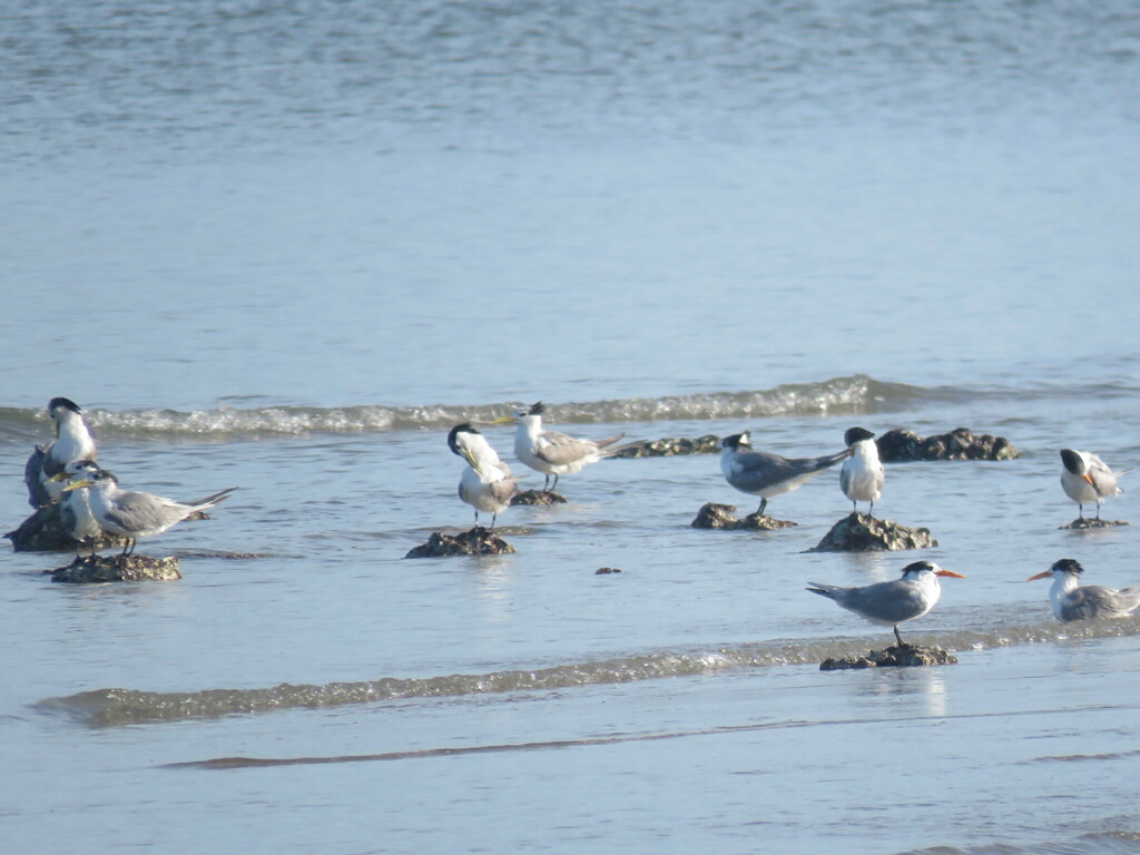 Lesser Crested Tern from Weipa Town QLD 4874, Australia on July 16 ...