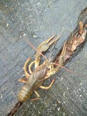 Pontastacus leptodactylus