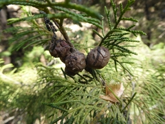 Platycladus orientalis