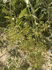 Salvadora persica