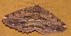Gellonia pannularia