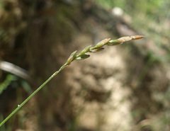 Tetrarrhena juncea