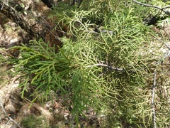 Platycladus orientalis