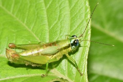 Ampelophilus meridionalis