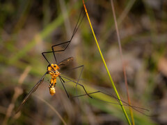 Leptotarsus clavatus