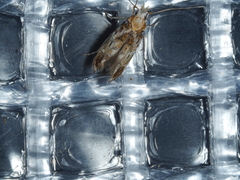 Trachydora chrysodoxa