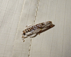 Trymalitis optima